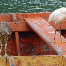 Birds on the beach of Barra da Lagoa on the eastern shore of the island Ilha de Santa Catarina